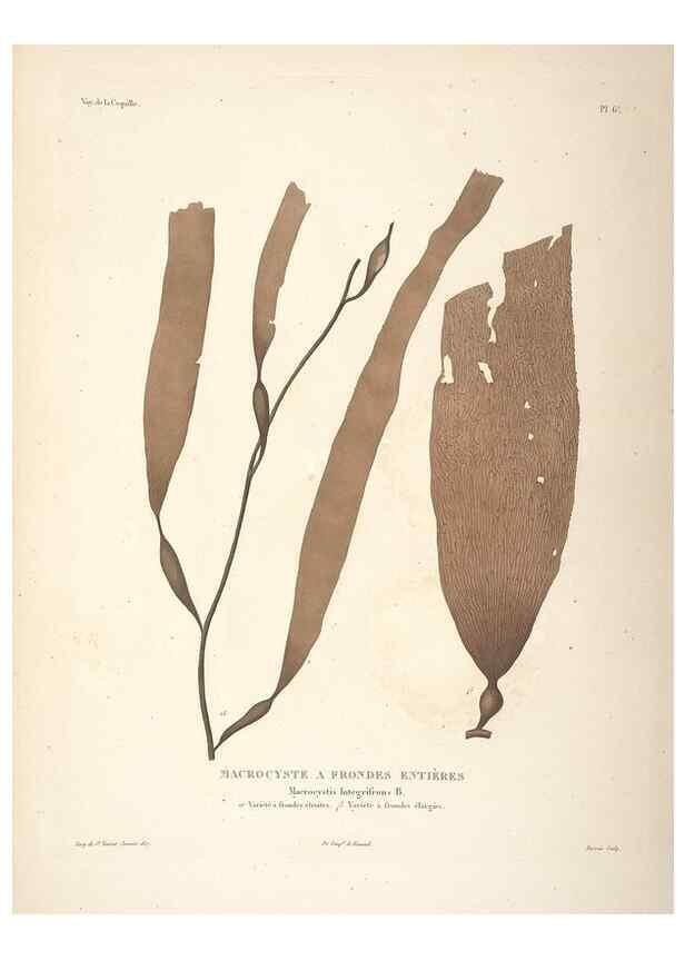 Reproducción/Reproduction 48347065161: Voyage autour du monde :. Paris :Arthus Bertrand,1825-1830 [i.e. 1838]. 