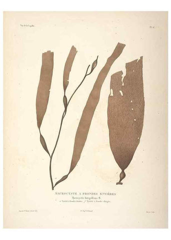 Reproducción/Reproduction 48347065161: Voyage autour du monde :. Paris :Arthus Bertrand,1825-1830 [i.e. 1838]. 