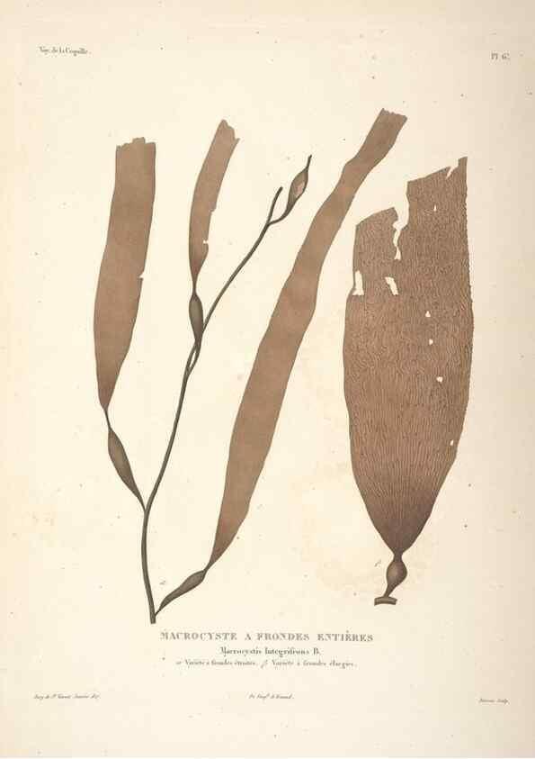 Reproducción/Reproduction 48347065161: Voyage autour du monde :. Paris :Arthus Bertrand,1825-1830 [i.e. 1838]. 