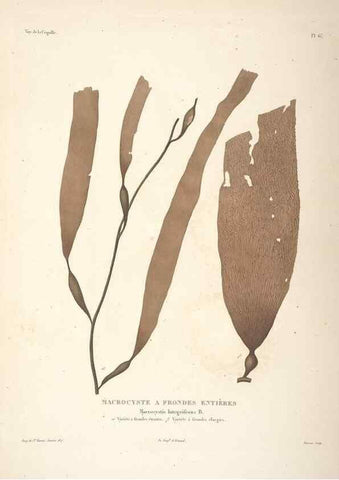 Reproducción/Reproduction 48347065161: Voyage autour du monde :. Paris :Arthus Bertrand,1825-1830 [i.e. 1838]. 