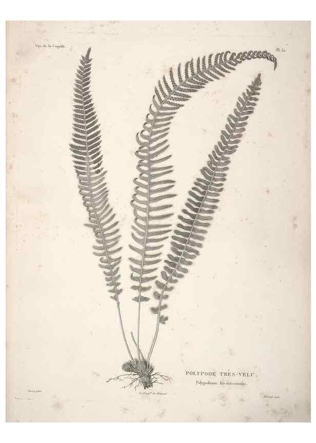 Reproducción/Reproduction 48347078536: Voyage autour du monde :. Paris :Arthus Bertrand,1825-1830 [i.e. 1838]. 