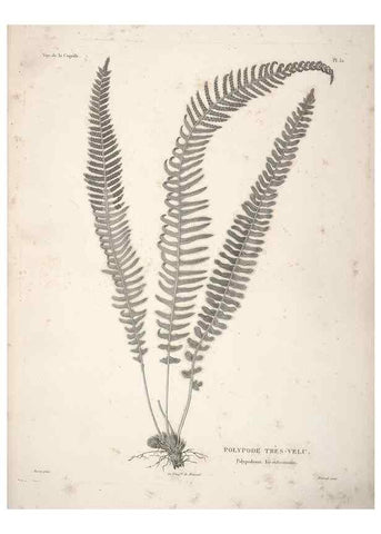 Reproducción/Reproduction 48347078536: Voyage autour du monde :. Paris :Arthus Bertrand,1825-1830 [i.e. 1838]. 