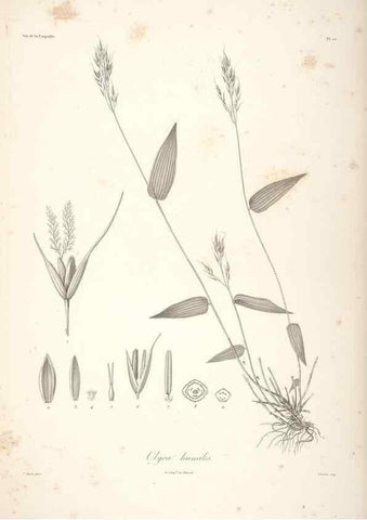 Reproducción/Reproduction 48347042116: Voyage autour du monde :. Paris :Arthus Bertrand,1825-1830 [i.e. 1838]. 