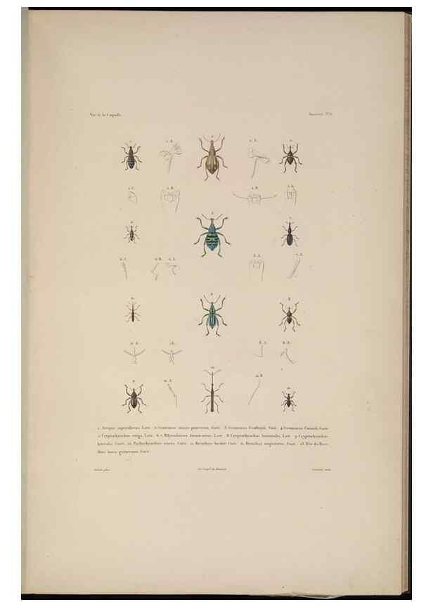 Reproducción/Reproduction 48346897066: Voyage autour du monde :. Paris :Arthus Bertrand,1825-1830 [i.e. 1838]. 