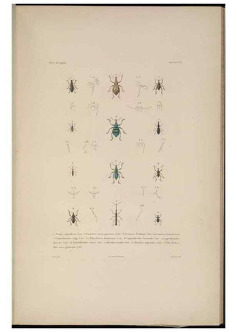 Reproducción/Reproduction 48346897066: Voyage autour du monde :. Paris :Arthus Bertrand,1825-1830 [i.e. 1838]. 