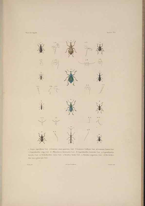Reproducción/Reproduction 48346897066: Voyage autour du monde :. Paris :Arthus Bertrand,1825-1830 [i.e. 1838]. 