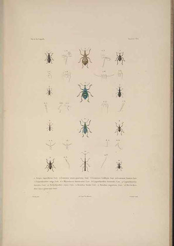 Reproducción/Reproduction 48346897066: Voyage autour du monde :. Paris :Arthus Bertrand,1825-1830 [i.e. 1838]. 
