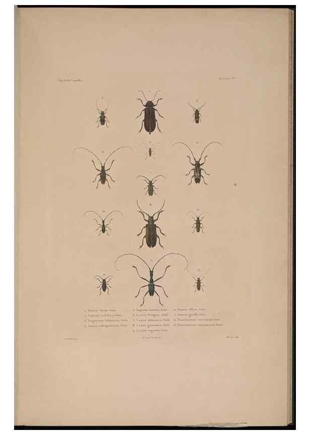 Reproducción/Reproduction 48347033932: Voyage autour du monde :. Paris :Arthus Bertrand,1825-1830 [i.e. 1838]. 