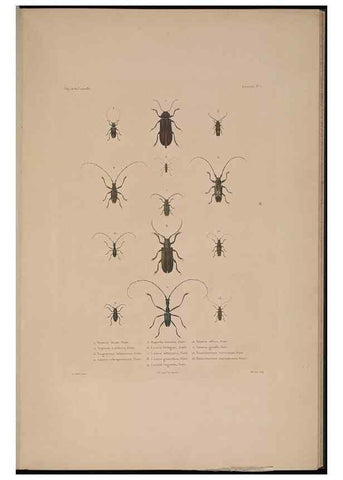 Reproducción/Reproduction 48347033932: Voyage autour du monde :. Paris :Arthus Bertrand,1825-1830 [i.e. 1838]. 
