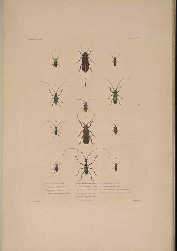 Reproducción/Reproduction 48347033932: Voyage autour du monde :. Paris :Arthus Bertrand,1825-1830 [i.e. 1838]. 