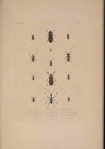 Reproducción/Reproduction 48347033932: Voyage autour du monde :. Paris :Arthus Bertrand,1825-1830 [i.e. 1838]. 