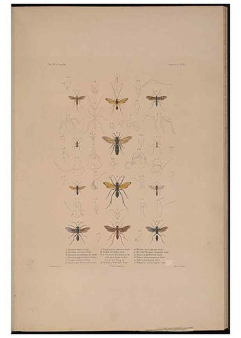 Reproducción/Reproduction 48347034287: Voyage autour du monde :. Paris :Arthus Bertrand,1825-1830 [i.e. 1838]. 