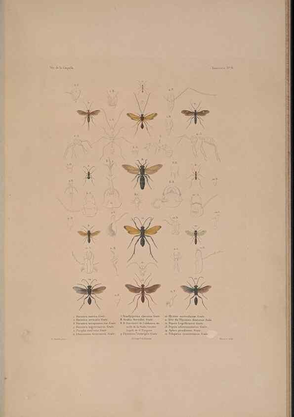 Reproducción/Reproduction 48347034287: Voyage autour du monde :. Paris :Arthus Bertrand,1825-1830 [i.e. 1838]. 