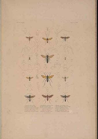 Reproducción/Reproduction 48347034287: Voyage autour du monde :. Paris :Arthus Bertrand,1825-1830 [i.e. 1838]. 
