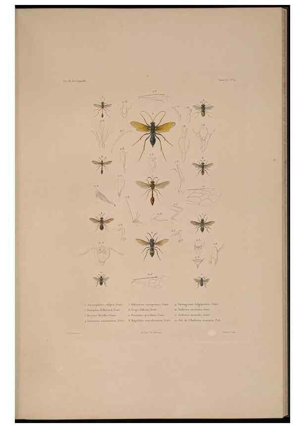 Reproducción/Reproduction 48347034752: Voyage autour du monde :. Paris :Arthus Bertrand,1825-1830 [i.e. 1838]. 