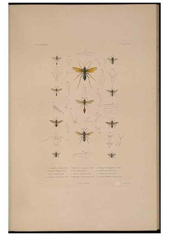 Reproducción/Reproduction 48347034752: Voyage autour du monde :. Paris :Arthus Bertrand,1825-1830 [i.e. 1838]. 