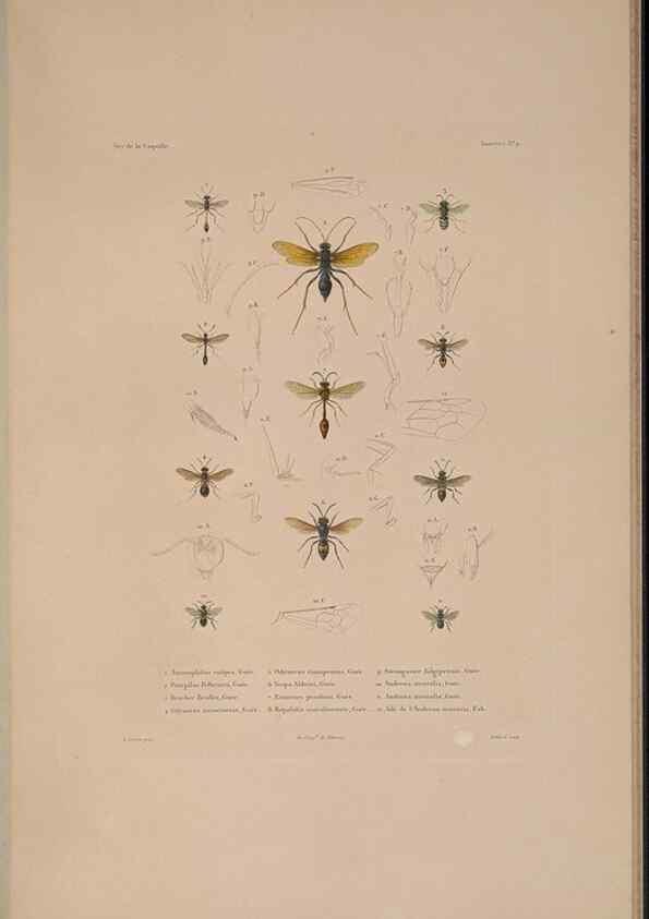 Reproducción/Reproduction 48347034752: Voyage autour du monde :. Paris :Arthus Bertrand,1825-1830 [i.e. 1838]. 