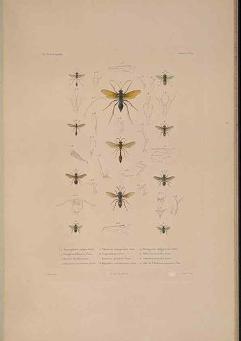 Reproducción/Reproduction 48347034752: Voyage autour du monde :. Paris :Arthus Bertrand,1825-1830 [i.e. 1838]. 