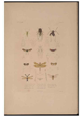 Reproducción/Reproduction 48347035182: Voyage autour du monde :. Paris :Arthus Bertrand,1825-1830 [i.e. 1838]. 