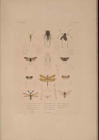 Reproducción/Reproduction 48347035182: Voyage autour du monde :. Paris :Arthus Bertrand,1825-1830 [i.e. 1838]. 