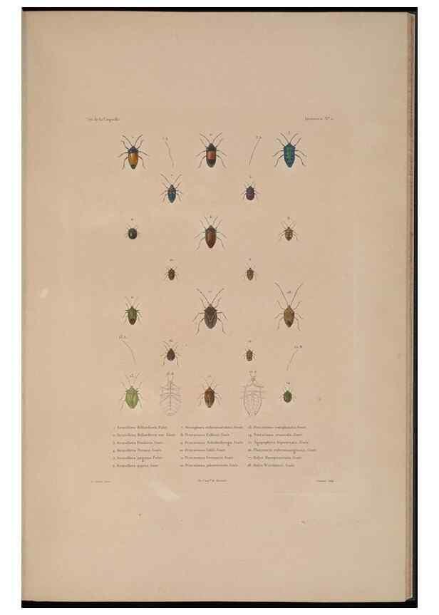 Reproducción/Reproduction 48346898866: Voyage autour du monde :. Paris :Arthus Bertrand,1825-1830 [i.e. 1838]. 
