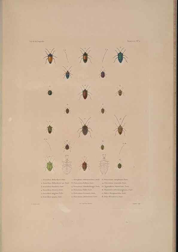 Reproducción/Reproduction 48346898866: Voyage autour du monde :. Paris :Arthus Bertrand,1825-1830 [i.e. 1838]. 