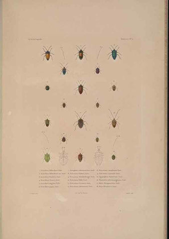 Reproducción/Reproduction 48346898866: Voyage autour du monde :. Paris :Arthus Bertrand,1825-1830 [i.e. 1838]. 