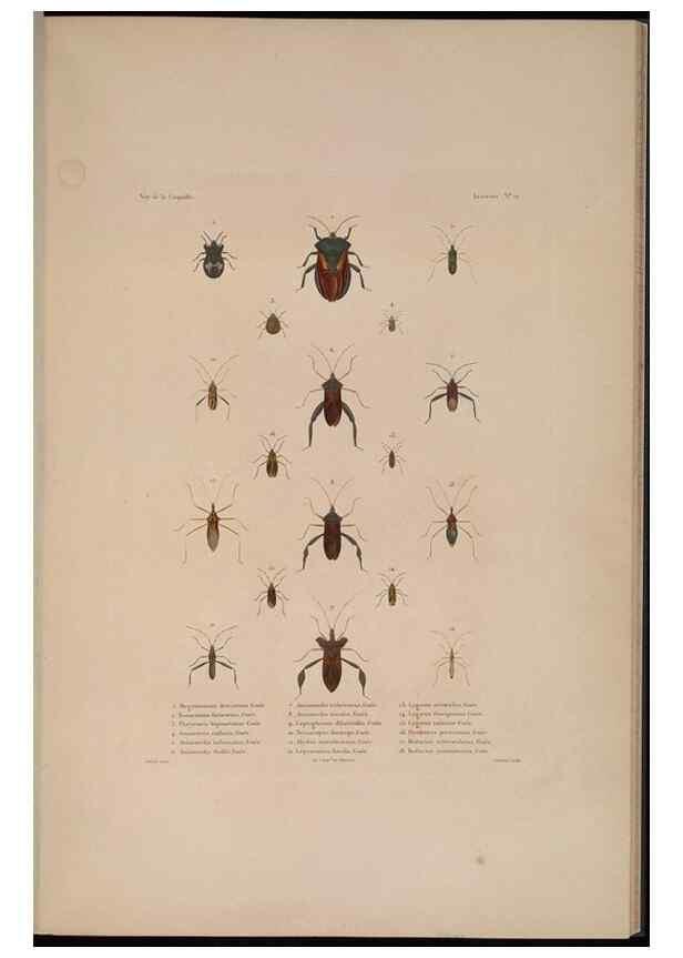 Reproducción/Reproduction 48346899281: Voyage autour du monde :. Paris :Arthus Bertrand,1825-1830 [i.e. 1838]. 