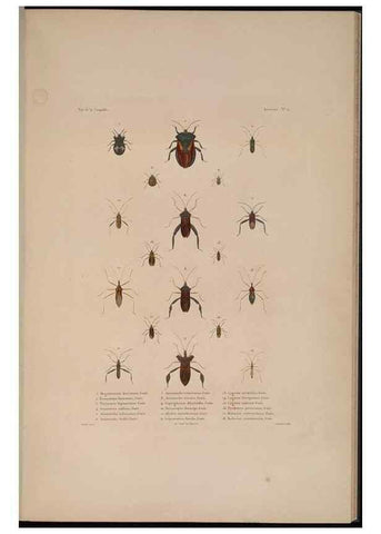 Reproducción/Reproduction 48346899281: Voyage autour du monde :. Paris :Arthus Bertrand,1825-1830 [i.e. 1838]. 
