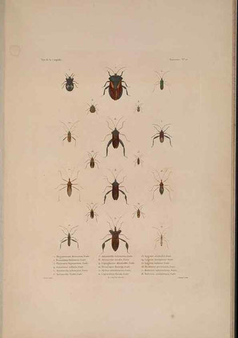 Reproducción/Reproduction 48346899281: Voyage autour du monde :. Paris :Arthus Bertrand,1825-1830 [i.e. 1838]. 