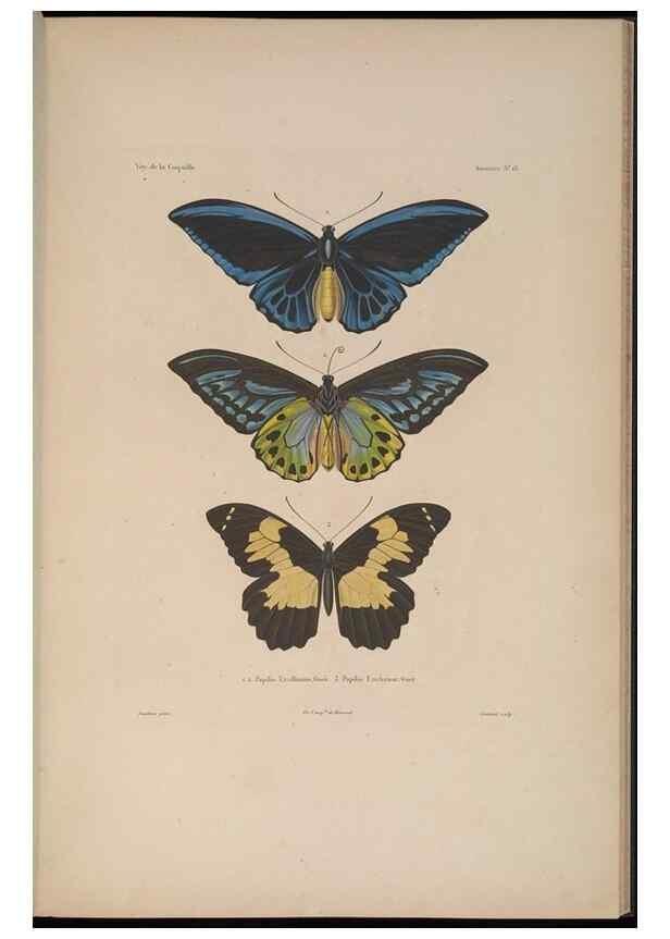 Reproducción/Reproduction 48346899761: Voyage autour du monde :. Paris :Arthus Bertrand,1825-1830 [i.e. 1838]. 