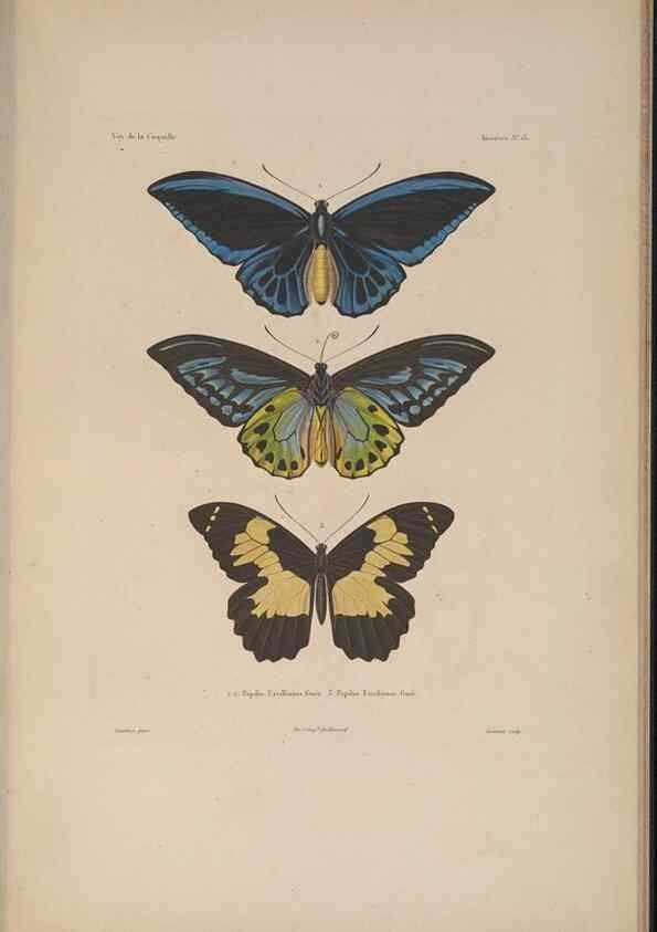 Reproducción/Reproduction 48346899761: Voyage autour du monde :. Paris :Arthus Bertrand,1825-1830 [i.e. 1838]. 