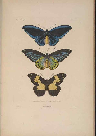 Reproducción/Reproduction 48346899761: Voyage autour du monde :. Paris :Arthus Bertrand,1825-1830 [i.e. 1838]. 