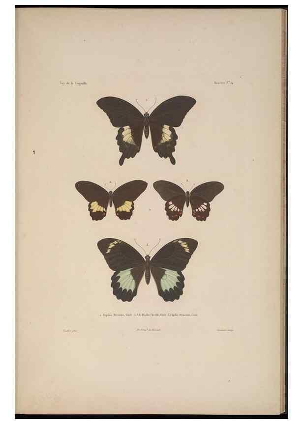 Reproducción/Reproduction 48346900146: Voyage autour du monde :. Paris :Arthus Bertrand,1825-1830 [i.e. 1838]. 