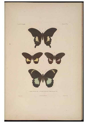 Reproducción/Reproduction 48346900146: Voyage autour du monde :. Paris :Arthus Bertrand,1825-1830 [i.e. 1838]. 