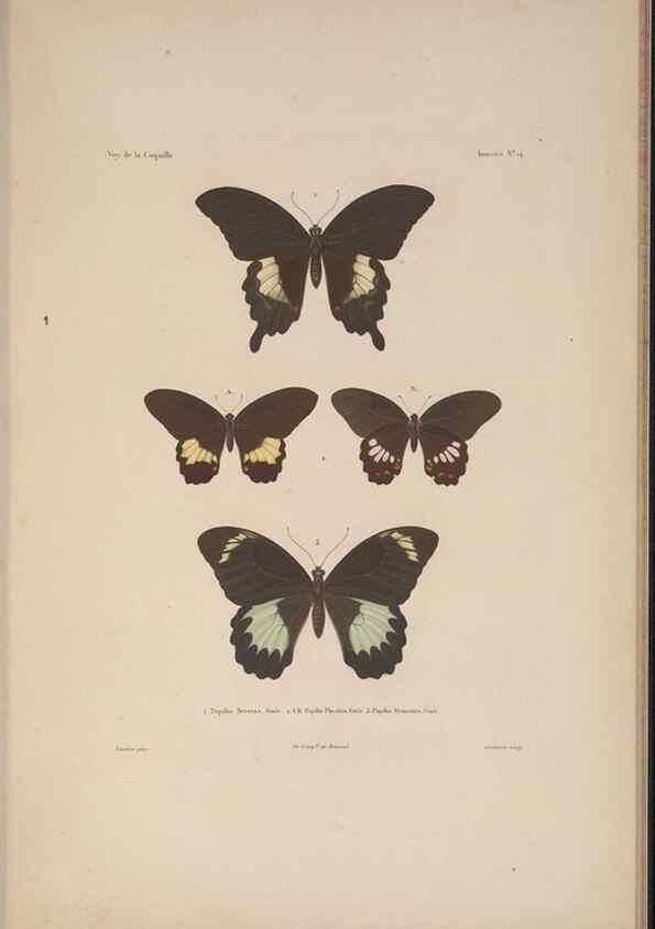 Reproducción/Reproduction 48346900146: Voyage autour du monde :. Paris :Arthus Bertrand,1825-1830 [i.e. 1838]. 