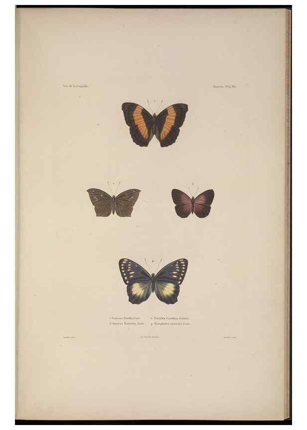 Reproducción/Reproduction 48347037322: Voyage autour du monde :. Paris :Arthus Bertrand,1825-1830 [i.e. 1838]. 