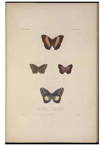 Reproducción/Reproduction 48347037322: Voyage autour du monde :. Paris :Arthus Bertrand,1825-1830 [i.e. 1838]. 