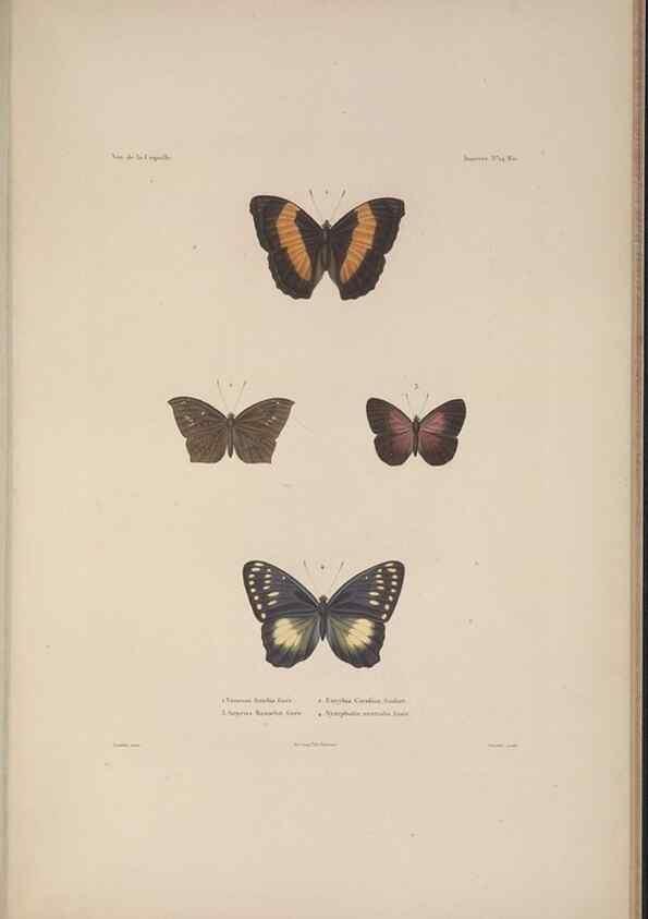 Reproducción/Reproduction 48347037322: Voyage autour du monde :. Paris :Arthus Bertrand,1825-1830 [i.e. 1838]. 