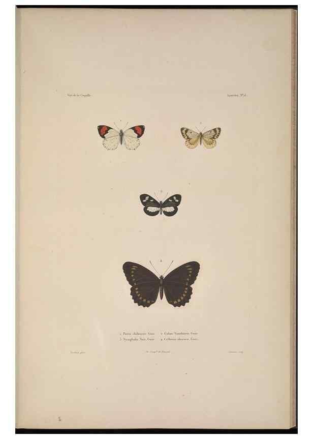 Reproducción/Reproduction 48346900981: Voyage autour du monde :. Paris :Arthus Bertrand,1825-1830 [i.e. 1838]. 