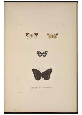 Reproducción/Reproduction 48346900981: Voyage autour du monde :. Paris :Arthus Bertrand,1825-1830 [i.e. 1838]. 