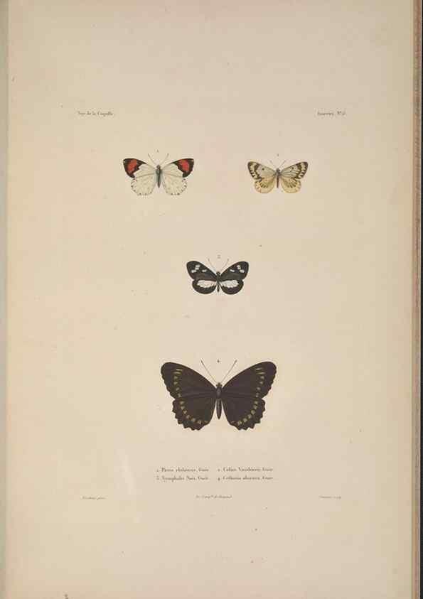 Reproducción/Reproduction 48346900981: Voyage autour du monde :. Paris :Arthus Bertrand,1825-1830 [i.e. 1838]. 
