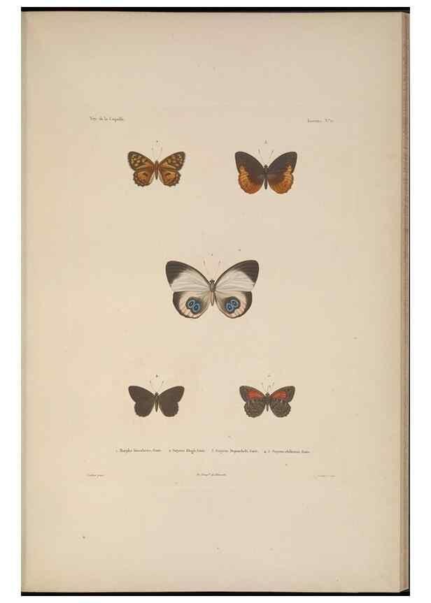 Reproducción/Reproduction 48346901821: Voyage autour du monde :. Paris :Arthus Bertrand,1825-1830 [i.e. 1838]. 