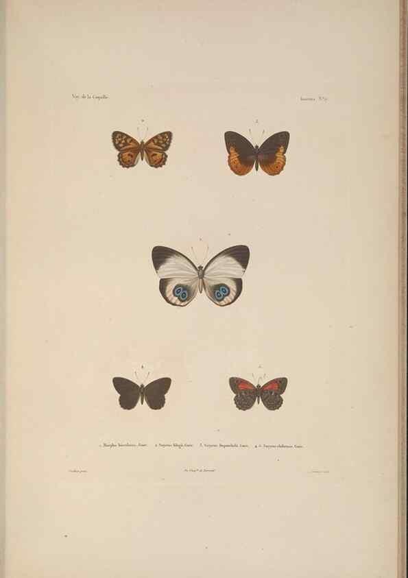 Reproducción/Reproduction 48346901821: Voyage autour du monde :. Paris :Arthus Bertrand,1825-1830 [i.e. 1838]. 