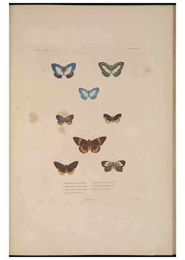 Reproducción/Reproduction 48347039157: Voyage autour du monde :. Paris :Arthus Bertrand,1825-1830 [i.e. 1838]. 