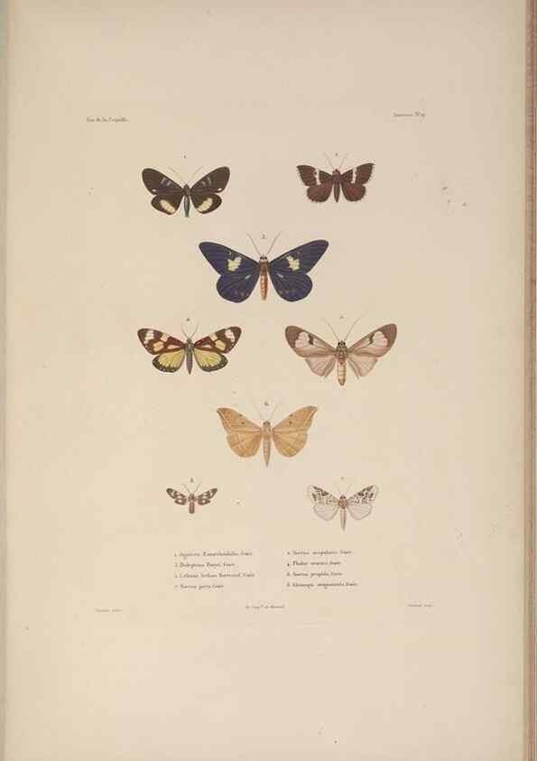 Reproducción/Reproduction 48347039842: Voyage autour du monde :. Paris :Arthus Bertrand,1825-1830 [i.e. 1838]. 