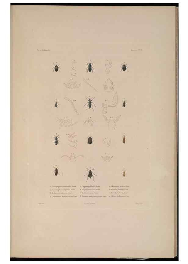 Reproducción/Reproduction 48347033052: Voyage autour du monde :. Paris :Arthus Bertrand,1825-1830 [i.e. 1838]. 
