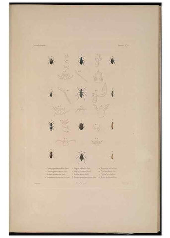 Reproducción/Reproduction 48347033052: Voyage autour du monde :. Paris :Arthus Bertrand,1825-1830 [i.e. 1838]. 