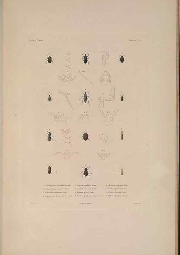 Reproducción/Reproduction 48347033052: Voyage autour du monde :. Paris :Arthus Bertrand,1825-1830 [i.e. 1838]. 