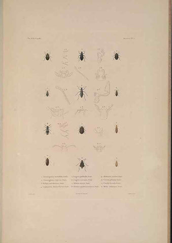 Reproducción/Reproduction 48347033052: Voyage autour du monde :. Paris :Arthus Bertrand,1825-1830 [i.e. 1838]. 